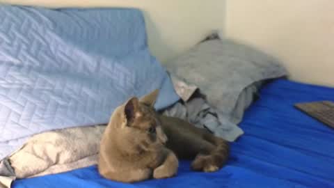 Snapshot of nickjordan1 chatting on December 2024 12:34:02 AM Nicolas online show from December 2024 12:34:02 AM