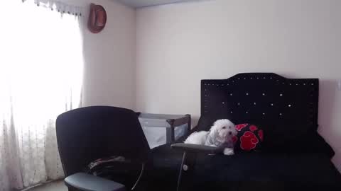 Snapshot of nicoletta_c66 chatting on November 2025 08:08:01 PM Nicole online show from November 2025 08:08:01 PM