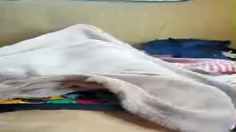 niesmialy89 online show from July 2026 05:08:02 PM