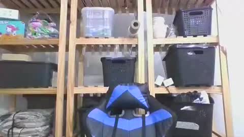 perroar online show from February 2026 06:11:01 PM