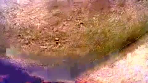 Snapshot of peterpeteropoulos chatting on August 2026 07:06:01 PM peterpeteropoulos online show from August 2026 07:06:01 PM