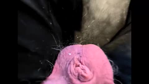 petrol63102 online show from February 2026 01:22:02 PM