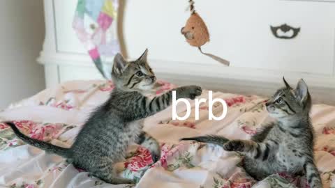 Kitty online show from May 2026 06:56:02 PM