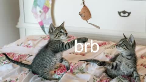 Kitty online show from June 2026 02:33:01 PM