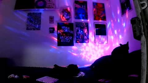    online show from June 2026 11:50:02 PM