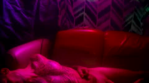 Snapshot of prettyboytatted69 chatting on November 2025 05:12:02 PM Prettyslangin69 FYPM online show from November 2025 05:12:02 PM