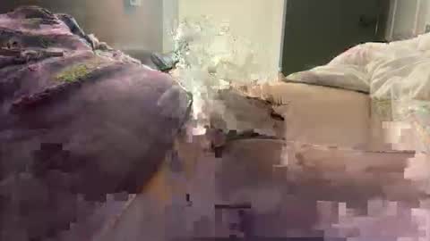 prishpreed23 online show from March 2026 11:38:02 AM