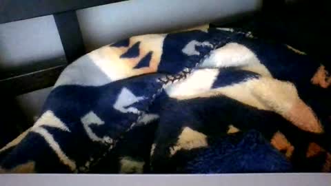 Roy Murrin online show from February 2026 09:45:01 AM