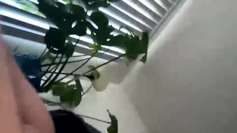 rula___1 online show from February 2026 10:47:01 PM