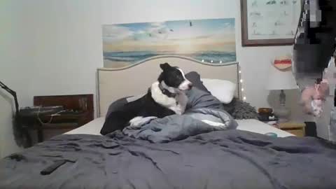 salsbud2022 online show from February 2025 02:53:01 AM