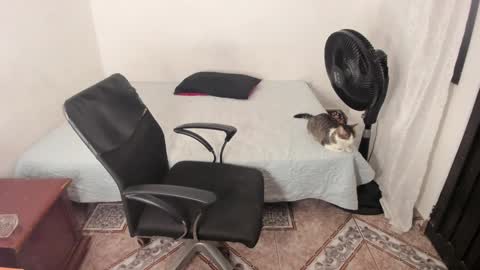 Snapshot of santiceballo chatting on January 2025 11:38:02 PM Julius Novachrono online show from January 2025 11:38:02 PM