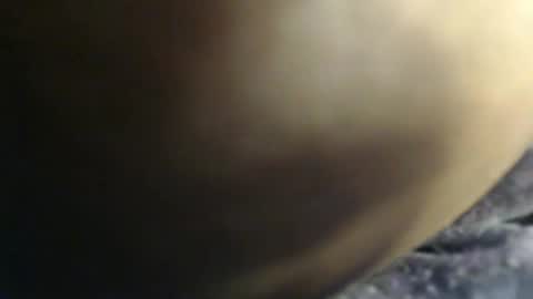 pety online show from February 2026 07:41:02 PM