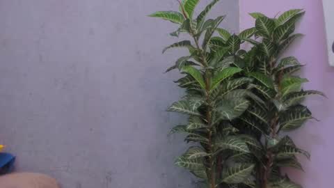 Scarlett 3 online show from November 2025 03:09:02 AM