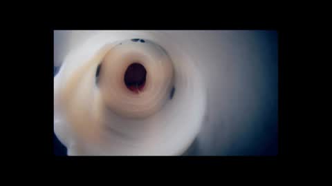 Scarr online show from February 2026 02:38:01 PM