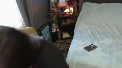 Snapshot of sentfrmheaven chatting on February 2025 04:00:02 PM Tara online show from February 2025 04:00:02 PM