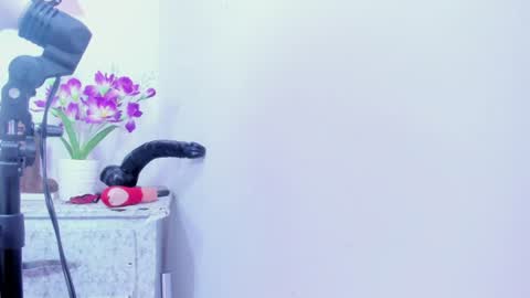 shalomexotic online show from August 2026 11:53:01 AM