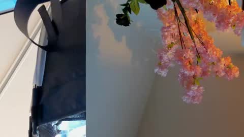 Siouxsie online show from June 2026 11:09:02 AM