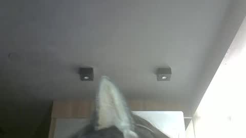 Snapshot of skinnykittencam chatting on March 2026 02:42:01 PM skinnykittencam online show from March 2026 02:42:01 PM