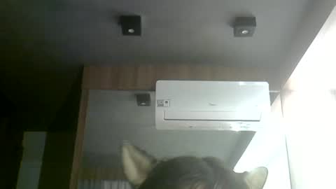 Snapshot of skinnykittencam chatting on June 2026 03:33:01 PM skinnykittencam online show from June 2026 03:33:01 PM