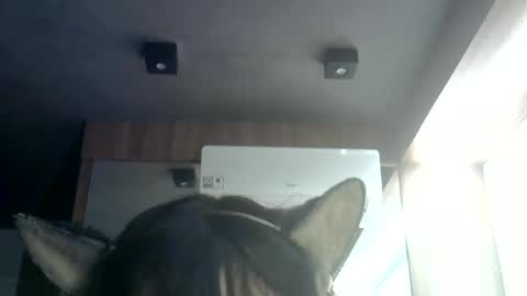 Snapshot of skinnykittencam chatting on July 2026 07:34:01 AM skinnykittencam online show from July 2026 07:34:01 AM
