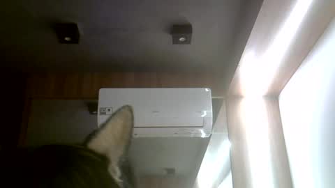 Snapshot of skinnykittencam chatting on July 2026 11:45:01 AM skinnykittencam online show from July 2026 11:45:01 AM
