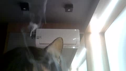 Snapshot of skinnykittencam chatting on July 2026 02:09:01 PM skinnykittencam online show from July 2026 02:09:01 PM