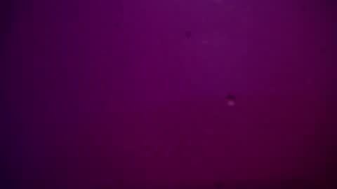 Alexa online show from December 2024 11:26:02 PM