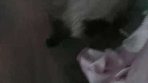 sp1tpuppeh online show from May 2026 11:20:01 PM