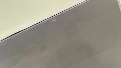 tali  online show from November 2025 03:36:01 PM