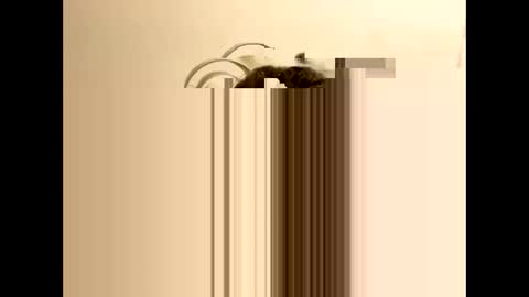 tastytexas24 online show from February 2026 12:47:02 AM