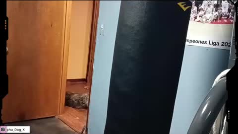 the_alpha_dog_xxx online show from March 2025 06:23:01 PM