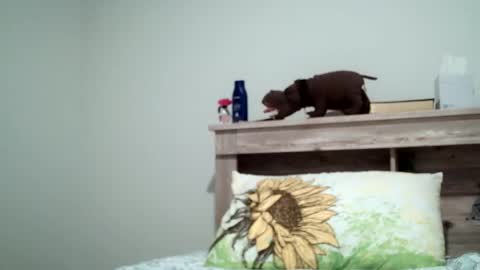 Snapshot of the_sam_ chatting on February 2025 01:54:01 AM the_sam_ online show from February 2025 01:54:01 AM