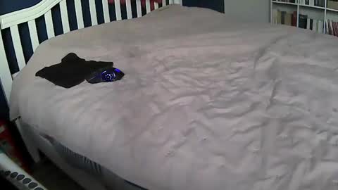 tigerek_i_m online show from February 2025 07:12:02 AM