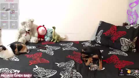 Snapshot of tina_n_charlie chatting on October 2025 12:06:02 PM Tina N Charlie online show from October 2025 12:06:02 PM