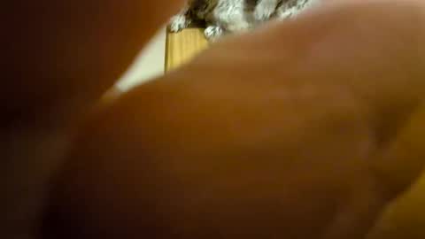 Toady online show from December 2024 11:35:01 AM