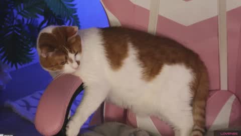 tokyo_n online show from January 2025 01:48:02 AM