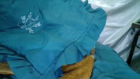 transexdotada online show from October 2025 05:12:02 PM