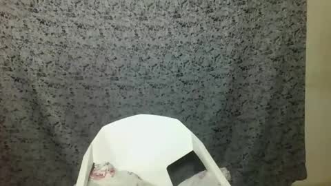 Snapshot of twerker_lyly chatting on October 2025 07:00:01 PM twerker_lyly online show from October 2025 07:00:01 PM