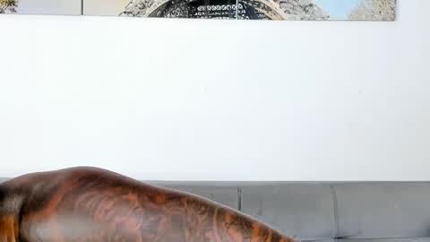 Dvid Rullers online show from November 2025 12:32:01 AM