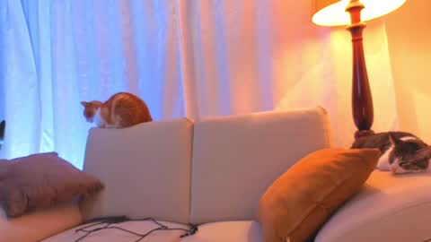 VIOLET  online show from June 2026 02:25:01 AM