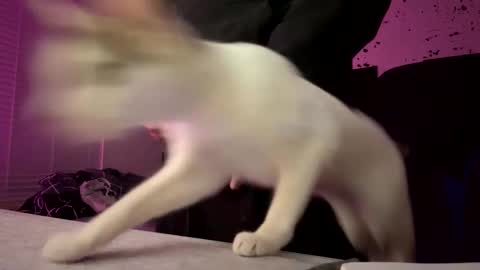 Snapshot of whatsinmystucco chatting on January 2026 01:04:02 PM whatsinmystucco online show from January 2026 01:04:02 PM