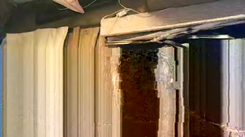 willielowrider online show from March 2026 01:44:02 PM