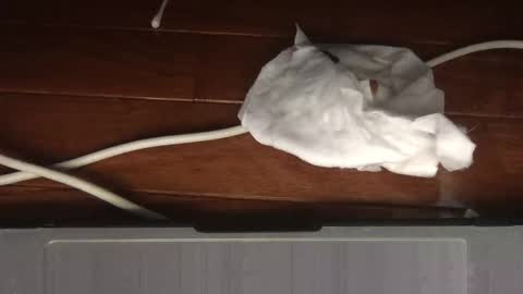 Snapshot of wolfyi chatting on February 2026 05:03:01 AM Sultan Blaze online show from February 2026 05:03:01 AM