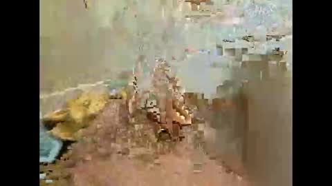 Jj880 online show from November 2025 04:53:01 PM