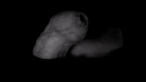 yeasayer online show from October 2025 01:25:01 AM