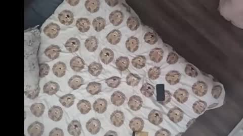 Dan online show from March 2026 03:07:02 PM