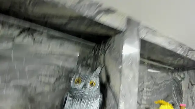 miss danika online show from October 2025 11:05:02 AM