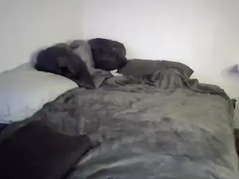 Snapshot of Iliketocooksquirt25 chatting on March 2025 08:05:02 AM Iliketocooksquirt25 online show from March 2025 08:05:02 AM