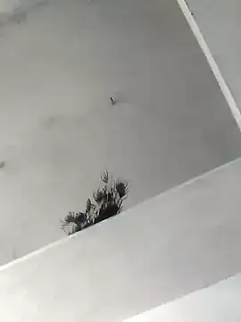 Snapshot of Mafiya1604 chatting on October 2025 05:30:01 AM Mafiya1604 online show from October 2025 05:30:01 AM