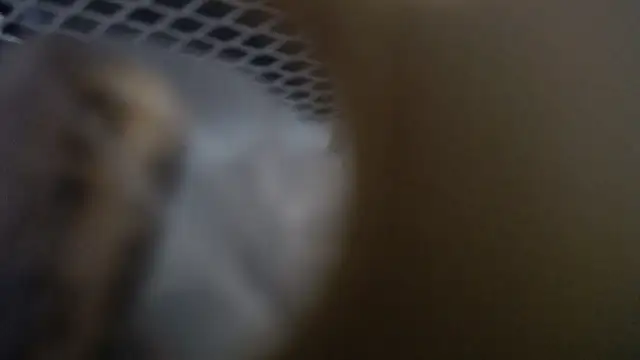 lovense test04 online show from January 2026 10:30:01 AM